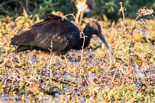 Glossy ibis (Ibis falcinelle) Botswana - Senyati