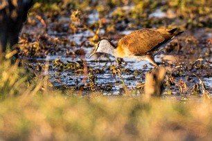 African jacana (Jacana à poitrine dorée) Botswana - Senyati