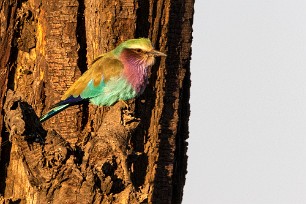 Lilac-breasted roller (Rollier à longs brins) Botswana - Senyati