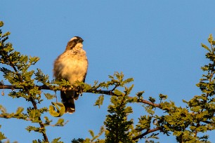 White-browed Sparrow-Weaver (Mahali à sourcils blancs) Botswana - Senyati