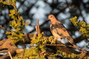 Laughing dove ( Tourterelle maillée) Botswana - Senyati