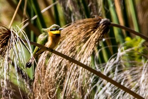 Little Bee-eater (Guêpier nain) Little Bee-eater (Guêpier nain)