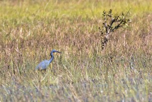 Slaty Egret (Aigrette vineuse) Slaty Egret (Aigrette vineuse)