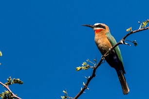 White-fronted Bee-eater (Guêpier à front blanc) White-fronted Bee-eater (Guêpier à front blanc)