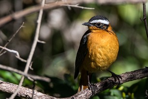 White-browed Robin-Chat (Cossyphe de Heuglin) White-browed Robin-Chat (Cossyphe de Heuglin)