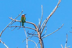 White-fronted Bee-eater (Guêpier à front blanc) White-fronted Bee-eater (Guêpier à front blanc)