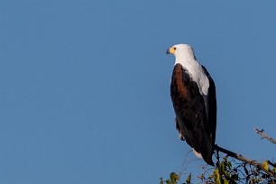 African Fish Eagle (Pygargue vocifère) African Fish Eagle (Pygargue vocifère)