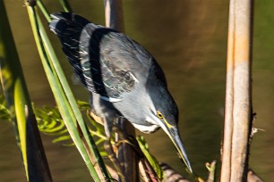 Striated Heron (Héron strié) Striated Heron (Héron strié)