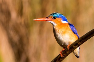 Malachite Kingfisher (Martin-pêcheur huppé) Malachite Kingfisher (Martin-pêcheur huppé)