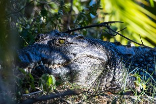 Crocodile Botswana - Okavango Panhandle