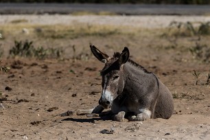 Ane Botswana - Maun