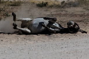 Ane Botswana - Maun