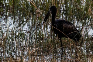 African Openbill (Bec-ouvert africain) African Openbill (Bec-ouvert africain)