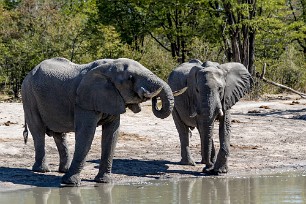 Eléphant Botswana - Morémi - Kwaï river