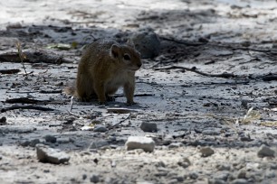 Ecureuil fouisseur du Cap Botswana - Morémi - Kwaï river