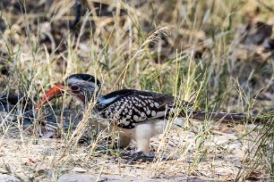 Southern Red-billed Hornbill (Calao d'Afrique du Sud) Southern Red-billed Hornbill (Calao d'Afrique du Sud)