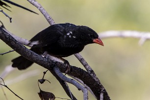 Red-billed Buffalo Weaver (Alecto à bec rouge) Red-billed Buffalo Weaver (Alecto à bec rouge)