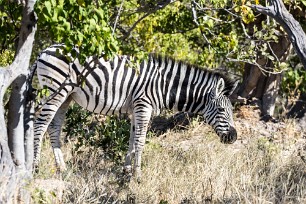 Zebre Botswana - Morémi - Kwaï river