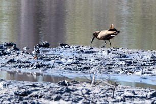 Hamerkop (Ombrette africaine) Hamerkop (Ombrette africaine)