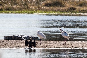 Crocodile - African Spoonbill - African Darter Crocodile - African Spoonbill - African Darter