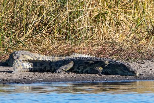 Crocodile Botswana - Morémi - Kwaï river