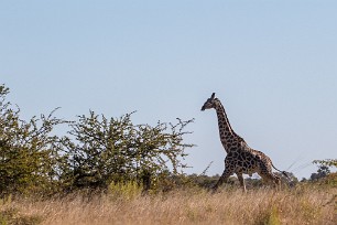 Girafe Botswana - Morémi - Kwaï river