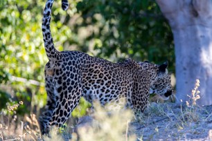 Léopard Botswana - Morémi - Kwaï river