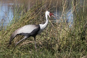 Wattled Crane (Grue caronculée) Wattled Crane (Grue caronculée)