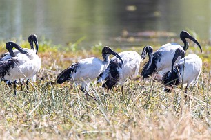 Sacred ibis (Ibis sacré) Sacred ibis (Ibis sacré)