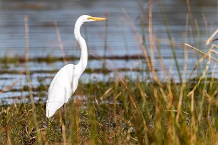 Western Great Egret (Grande Aigrette) Western Great Egret (Grande Aigrette)