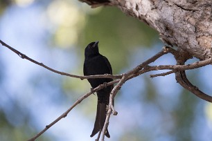 Fork-tailed Drongo (Drongo brillant) Fork-tailed Drongo (Drongo brillant)