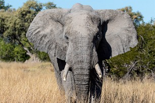 Eléphant Botswana - Morémi - Kwaï river