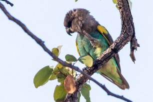 Meyer's Parrot (Perroquet de Meyer) Meyer's Parrot (Perroquet de Meyer)