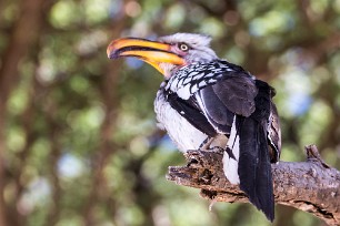 Southern Yellow-billed Hornbill (Calao leucomèle) Southern Yellow-billed Hornbill (Calao leucomèle)