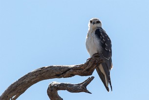 Black-winged Kite (Élanion blanc) Black-winged Kite (Élanion blanc)