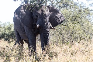 Eléphant Botswana - Savuti - Marsh