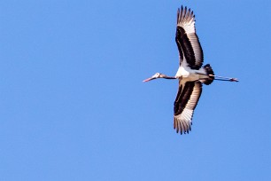 Saddle-billed Stork (Jabiru d'Afrique) Saddle-billed Stork (Jabiru d'Afrique)