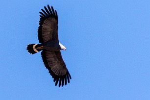 African Harrier-Hawk (Gymnogène d'Afrique) African Harrier-Hawk (Gymnogène d'Afrique)