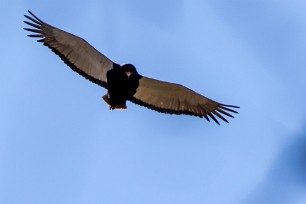 Bateleur (Bateleur des savanes) Bateleur (Bateleur des savanes)