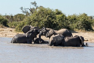 Eléphant Botswana - Savuti - Marsh