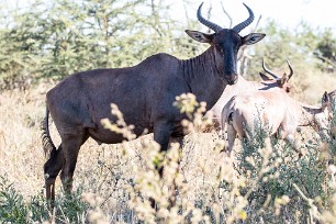 Sassaby Botswana - Savuti - Marsh