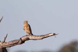 Greater Kestrel (Crécerelle aux yeux blancs) Greater Kestrel (Crécerelle aux yeux blancs)