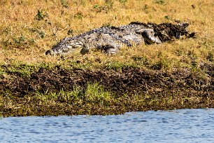 Crocodile Botswana - Chobe River