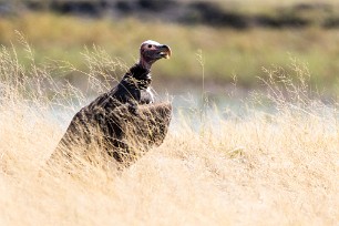 Lappet-faced Vulture (Vautour oricou) Lappet-faced Vulture (Vautour oricou)