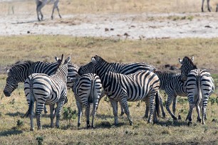 Zebre Botswana - Chobe River