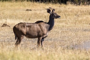 Grand koudou Botswana - Chobe River