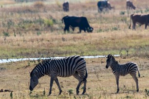 Zebre Botswana - Chobe River