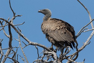 White-backed Vulture (Vautour africain) White-backed Vulture (Vautour africain)