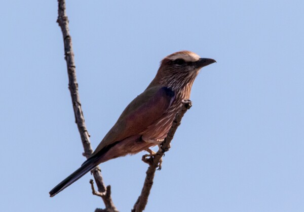 20150625 - Chobe river