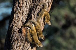 Ecureuil de brousse de Smith Makgadikgadi